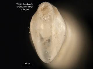 To NMNH Paleobiology Collection (Vaginulina bradyi PP9142 holo 2)