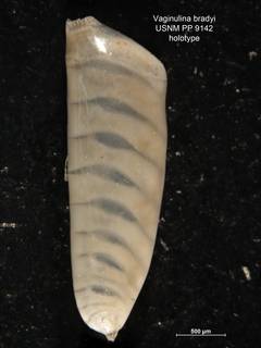 To NMNH Paleobiology Collection (Vaginulina bradyi PP9142 holo 1)