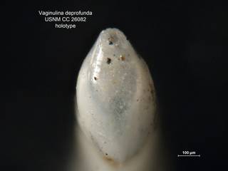 To NMNH Paleobiology Collection (Vaginulina deprofunda CC26082 holo 2)