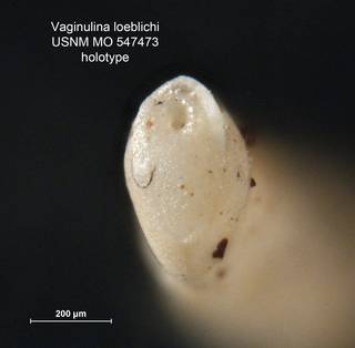 To NMNH Paleobiology Collection (Vaginulina loeblichi MO547473 holo 2)