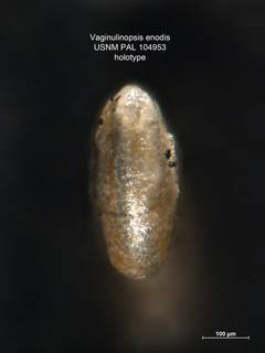 To NMNH Paleobiology Collection (Vaginulinopsis enodis PAL104953 holo 2)