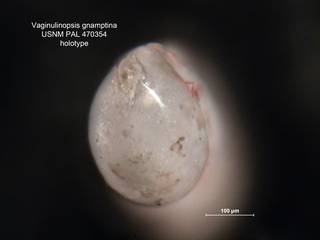 To NMNH Paleobiology Collection (Vaginulinopsis gnamptina PAL 470354 holo 2)