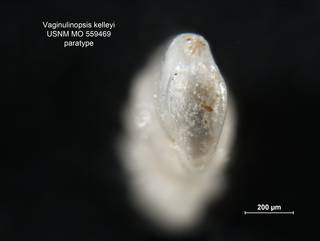 To NMNH Paleobiology Collection (Vaginulinopsis kelleyi USNM559469 para 2)