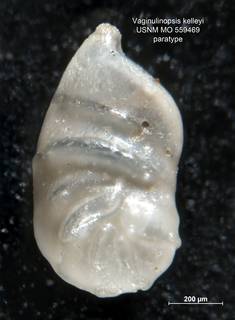 To NMNH Paleobiology Collection (Vaginulinopsis kelleyi USNM559469 para 1)