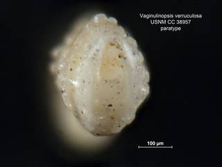 To NMNH Paleobiology Collection (Vaginulinopsis verruculosa CC38957 para 2)