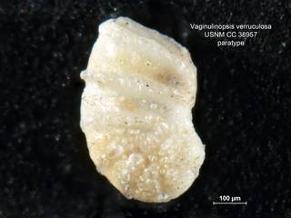 To NMNH Paleobiology Collection (Vaginulinopsis verruculosa CC38957 para 1)