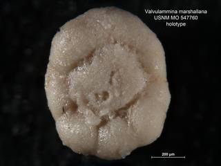 To NMNH Paleobiology Collection (Valvulammina marshallana MO547760 holo 2)