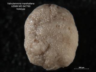 To NMNH Paleobiology Collection (Valvulammina marshallana MO547760 holo 1)