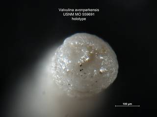 To NMNH Paleobiology Collection (Valvulina avonparkensis MO559691 holo 2)