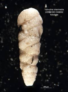 To NMNH Paleobiology Collection (Valvulina intermedia MO559692 holo 2)