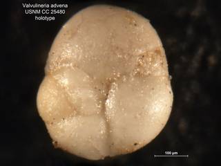 To NMNH Paleobiology Collection (Valvulineria advena CC25480 holo 1)