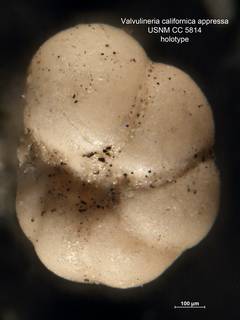 To NMNH Paleobiology Collection (Valvulineria californica appressa CC5814 holo 2)