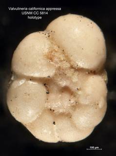 To NMNH Paleobiology Collection (Valvulineria californica appressa CC5814 holo 1)