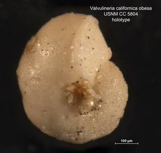 To NMNH Paleobiology Collection (Valvulineria californica obesa CC5804 holo 2)