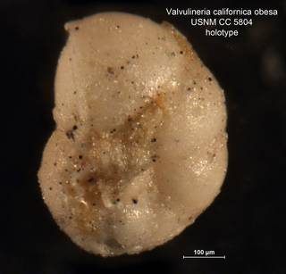 To NMNH Paleobiology Collection (Valvulineria californica obesa CC5804 holo 1)