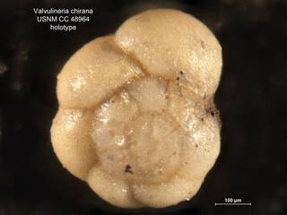 To NMNH Paleobiology Collection (Valvulineria chirana CC48964 holo 1)