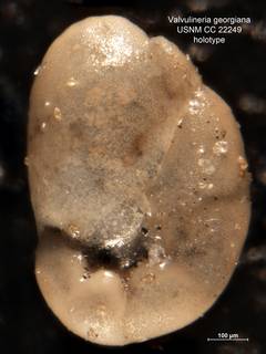 To NMNH Paleobiology Collection (Valvulineria georgiana CC22249 holo 2)