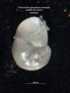 To NMNH Paleobiology Collection (Valvulineria georgiana compacta CC42574 holo 1)