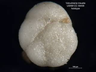 To NMNH Paleobiology Collection (Valvulineria insueta CC58458 holo 1)