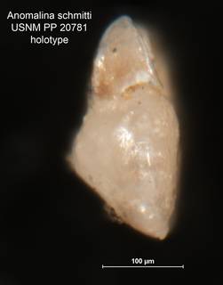To NMNH Paleobiology Collection (Anomalina schmitti PP 20781 holo 2)