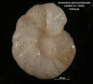 To NMNH Paleobiology Collection (Anomalina semicomplanata CC 15254 holo 1)