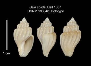To NMNH Extant Collection (IZ MOL 183348 Holotype Shell Plate)