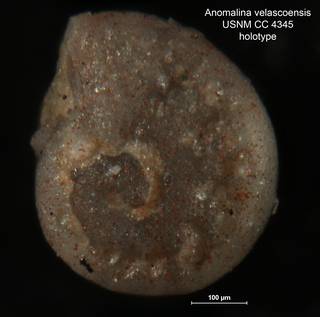 To NMNH Paleobiology Collection (Anomalina velascoensis CC4345 holo 3)