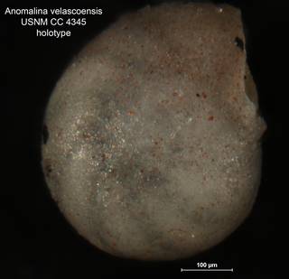 To NMNH Paleobiology Collection (Anomalina velascoensis CC4345 holo 1)