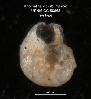 To NMNH Paleobiology Collection (Anomalina vicksburgensis CC 59668 syntype left)