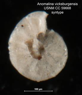 To NMNH Paleobiology Collection (Anomalina vicksburgensis CC 59668 syntype right)