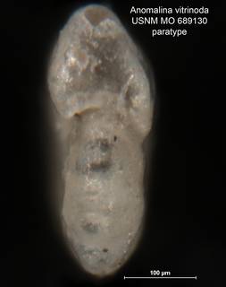 To NMNH Paleobiology Collection (Anomalina vitrinoda MO 689130 para 2)