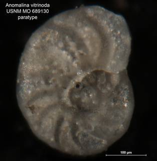 To NMNH Paleobiology Collection (Anomalina vitrinoda MO 689130 para 1)