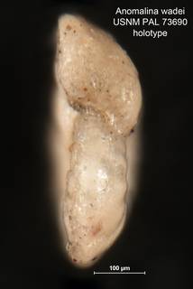 To NMNH Paleobiology Collection (Anomalina wadei PAL 73690 holo 2)
