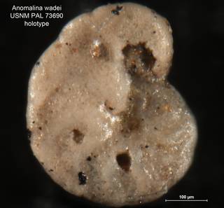 To NMNH Paleobiology Collection (Anomalina wadei PAL 73690 holo 1)