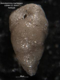 To NMNH Paleobiology Collection (Arenobulimina macfadyeni CC 20431 holo)