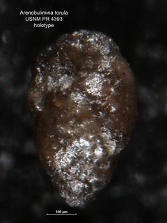 To NMNH Paleobiology Collection (Arenobulimina torula PR 4393 holo)