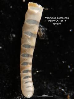 To NMNH Paleobiology Collection (Vaginulina alazanensis CC 16573 f15)