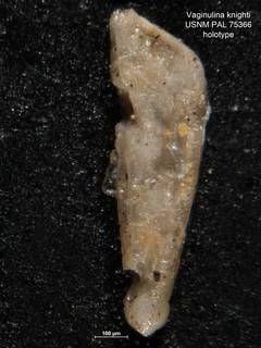 To NMNH Paleobiology Collection (Vaginulina knighti PAL 75366 holo)