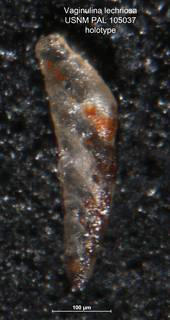 To NMNH Paleobiology Collection (Vaginulina lechriosa 105037 holo)