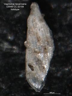 To NMNH Paleobiology Collection (Vaginulina navarroana CC 22159 holo)