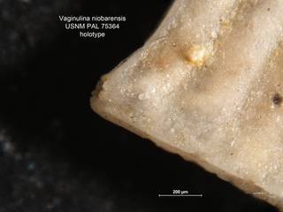 To NMNH Paleobiology Collection (Vaginulina niobarensis PAL 75364 holo ap)