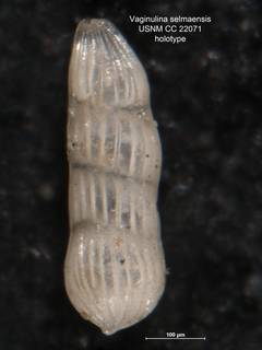 To NMNH Paleobiology Collection (Vaginulina selmaensis CC 22071 holo)