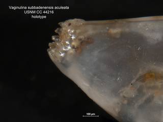 To NMNH Paleobiology Collection (Vaginulina subbadenensis aculeata CC 44216 holo ap)