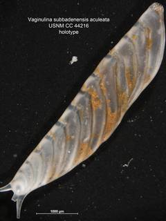 To NMNH Paleobiology Collection (Vaginulina subbadenensis aculeata CC 44216 holo)