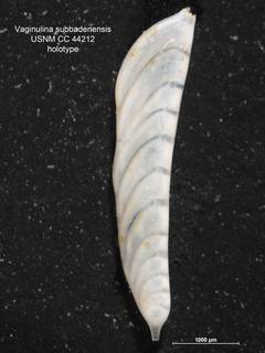 To NMNH Paleobiology Collection (Vaginulina subbadenensis CC 44212 holo)