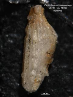 To NMNH Paleobiology Collection (Vaginulina subcomarginata PAL 75367 holo)
