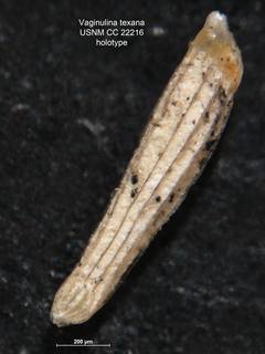 To NMNH Paleobiology Collection (Vaginulina texana CC 22216 holo)