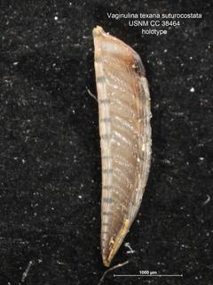 To NMNH Paleobiology Collection (Vaginulina texana suturocostata CC 38464 holo)