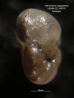 To NMNH Paleobiology Collection (Valvulineria aegyptiaca CC 58070 holo 2)