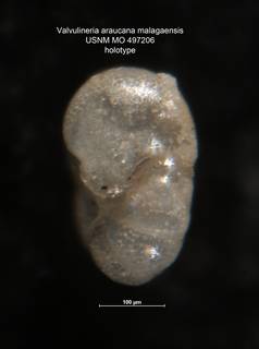 To NMNH Paleobiology Collection (Valvulineria araucana malagaensis 497206 holo 2)